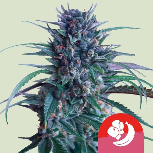 Banana Brawler Seed > Royal Queen Seeds | Feminized Cannabis   |  Hybrid
